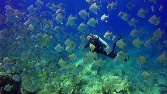 Есть ли дайвинг в Паттайе