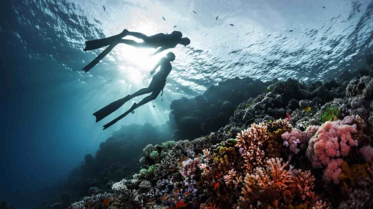 Топ-3 самых захватывающих мест для дайвинга