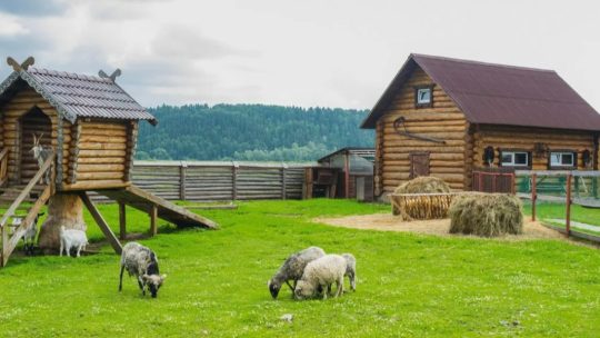 Агротуризм и фермерские каникулы: почему поездки в деревню становятся модным трендом